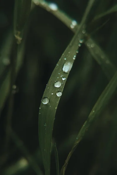 Vertical Closeup Green Grass Covered Waterdrops — Stock Photo, Image