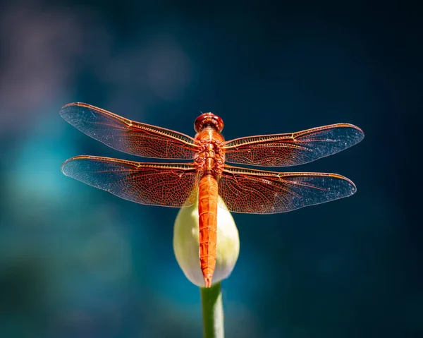 桔红色蜻蜓对植物的选择性聚焦拍摄 — 图库照片