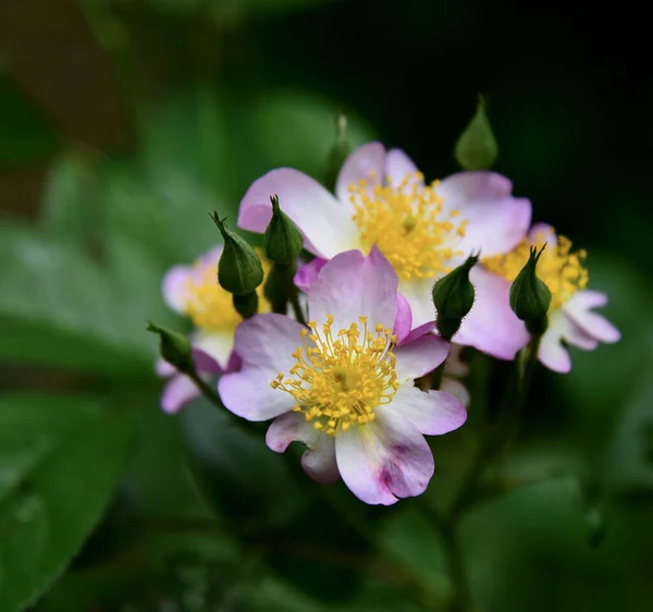 Närbild Skott Lyda Rose Blommor Blommar Botanisk Trädgård Mot Suddig — Stockfoto