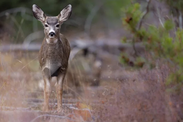 美国格兰德顿国家公园里一头漂亮的骡鹿的照片 — 图库照片