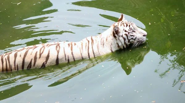 Den Vita Tigern Simmar Vattnet — Stockfoto