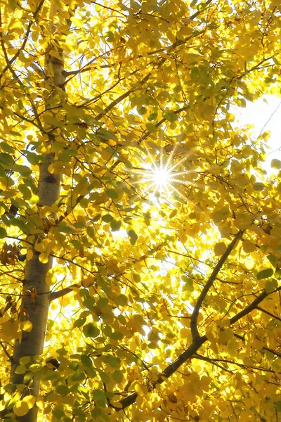 Een Verticaal Shot Van Een Zonnelicht Straalde Door Gele Takken — Stockfoto