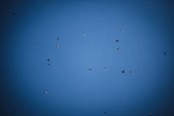 Pássaros Voando Céu Azul — Fotografia de Stock
