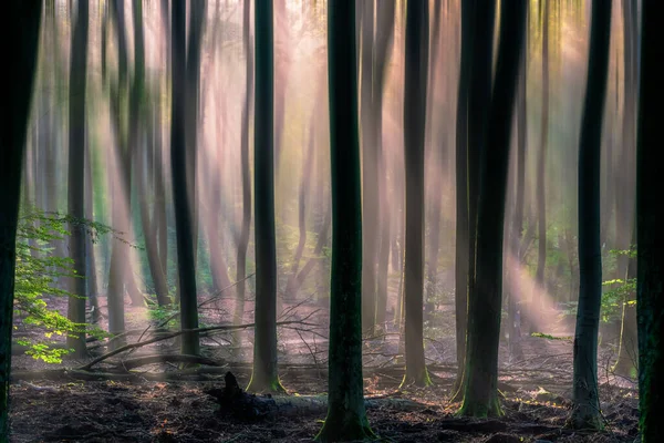 Bellissimo Scatto Una Foresta Buia Piena Alberi Raggi Sole — Foto Stock