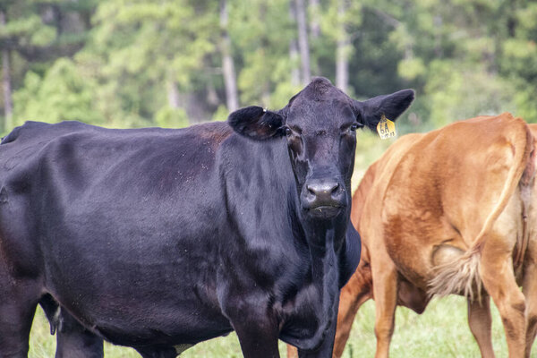 Чёрная корова стоит рядом с коричневыми коровами