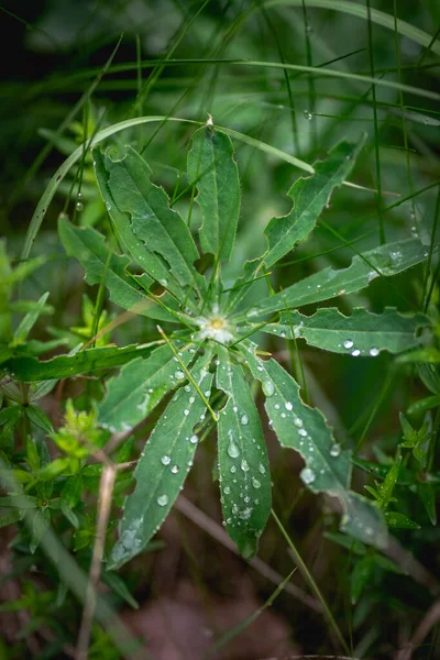 Вертикальный Крупным Планом Снимок Зеленого Растения Ricinus Капельками Воды Листьях — стоковое фото
