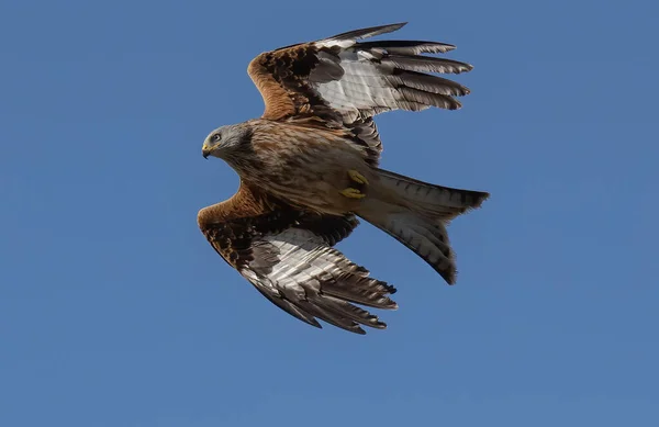 Low Angle Shot Red Kite Bird Flying Opened Wings Blue — Stock Photo, Image