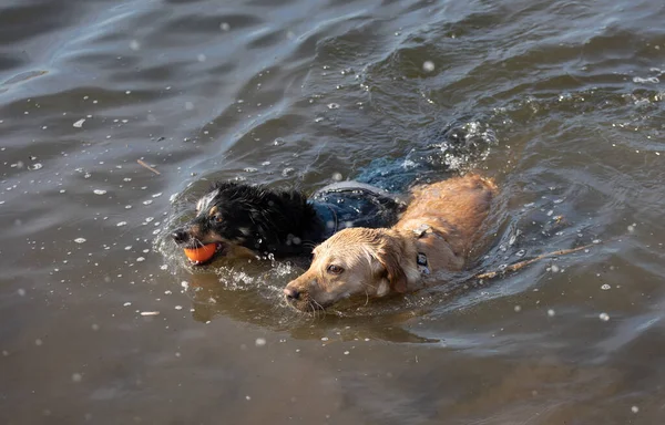 二匹の犬は水の中で楽しんでいる — ストック写真
