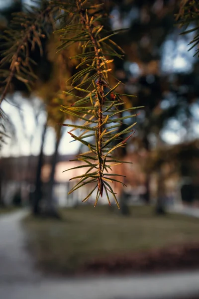 소나무 가지의 — 스톡 사진
