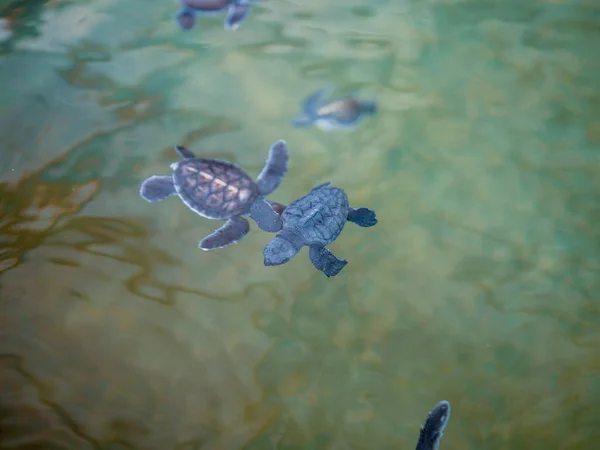 Havssköldpaddsföreningen — Stockfoto