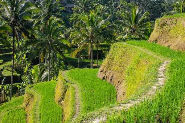 Une Belle Vue Sur Les Terrasses Riz Tegalalang Bali — Photo