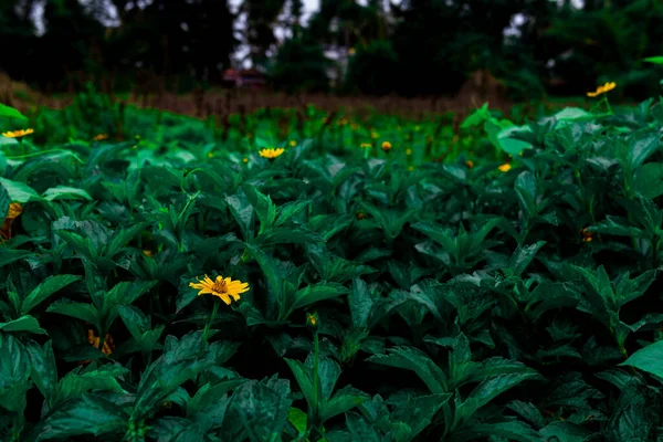 Ormanda Yeşil Yapraklı Sarı Tereyağlı Papatya Çiçeklerinin Manzarası — Stok fotoğraf