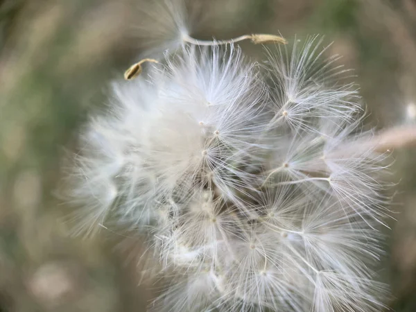 Selective Focus Shot White Fluffy Dandelion — Stockfoto