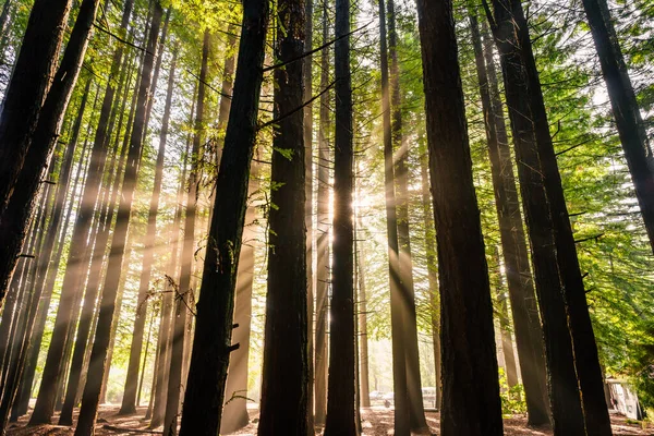 Ein Schöner Blick Auf Sonnenstrahlen Die Durch Hohe Bäume Wald — Stockfoto