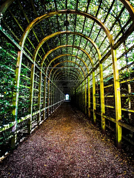 Beco Arqueado Túnel Interminável Hampton Court Garden Londres — Fotografia de Stock