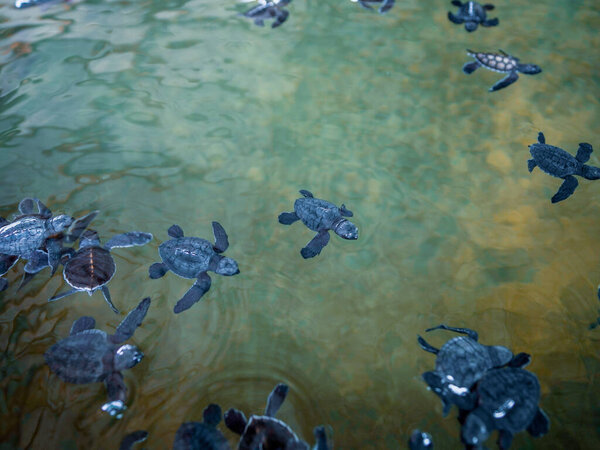 A group of baby turtles. The Sea Turtle Preservation Society