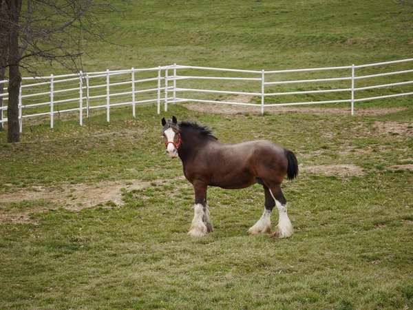 Budweiser Clydesdale Pastando Warm Springs Ranch Boonville Missouri —  Fotos de Stock