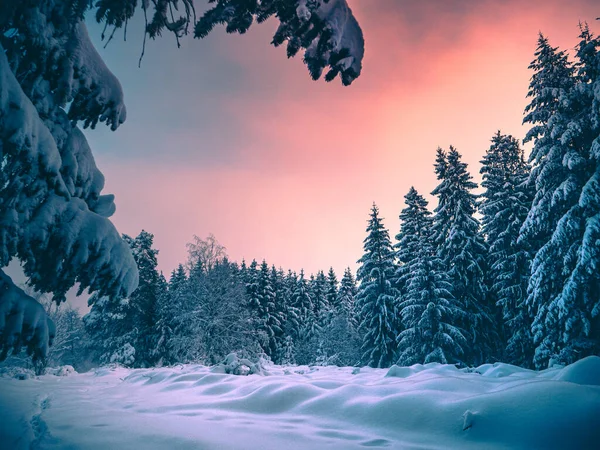 Una Vista Bajo Ángulo Hermoso Bosque Invierno Alemania —  Fotos de Stock