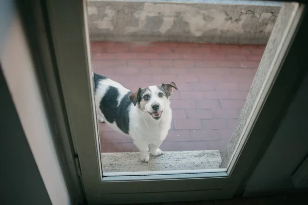 屋门后面有一只可爱的杰克 鲁塞尔犬 — 图库照片