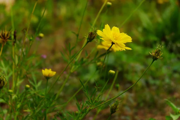 Primer Plano Flores Amarillas — Foto de Stock