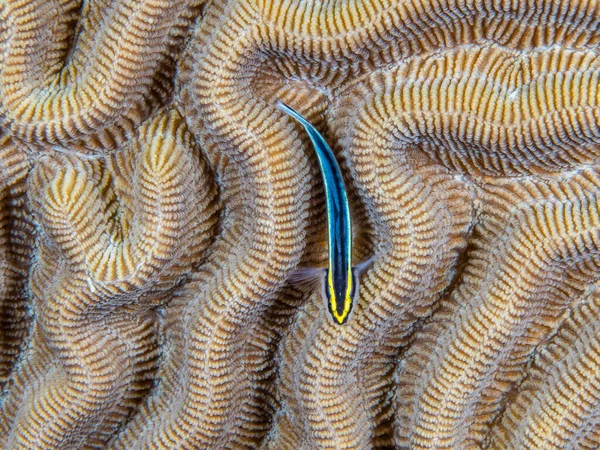 水中の魚やサンゴ礁の閉鎖ショット — ストック写真