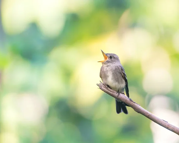 Sebuah Closeup Burung Pada Cabang Pohon Hutan Pada Hari Yang — Stok Foto