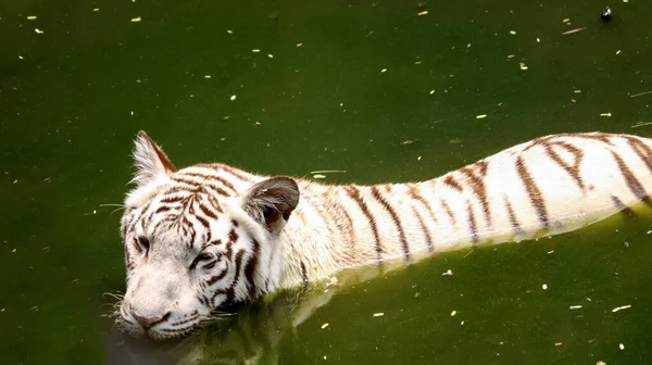 Белый Тигр Плавает Воде — стоковое фото