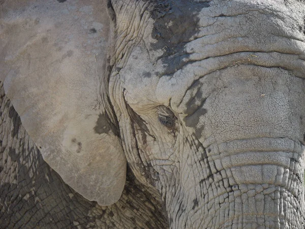 Портрет Африканского Слона Ярком Солнечном Свете — стоковое фото