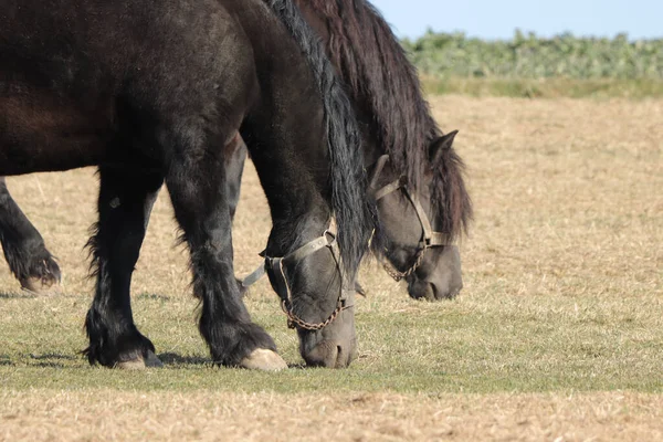 Two Domestic Horses Pastzing Farm Bavaria Germany — стоковое фото