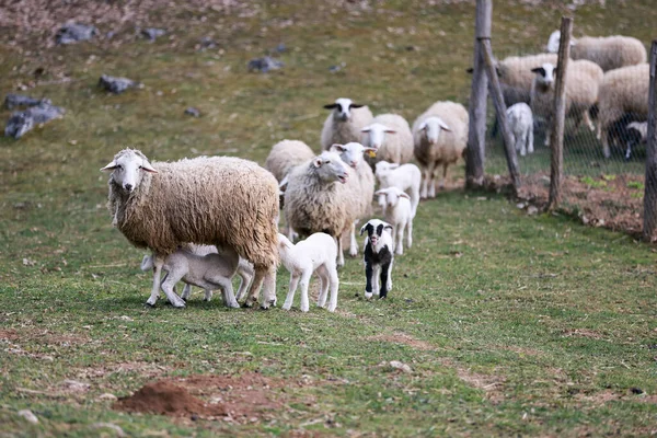 Gros Plan Moutons Membres Dans Beau Champ — Photo