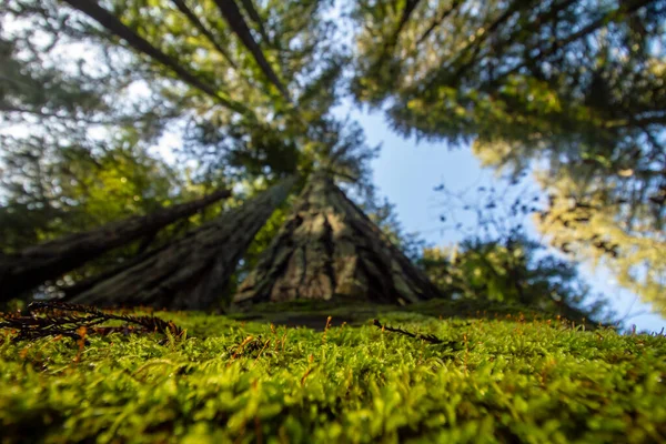 Los Musgos Alliance Redwoods California —  Fotos de Stock