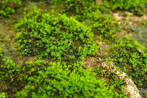 Primer Plano Detalles Sobre Musgo Verde Las Rocas — Foto de Stock