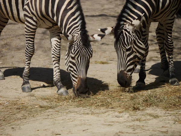 Two Zebras Grazing Field Natural Habitat Sunny Day — Stock Photo, Image