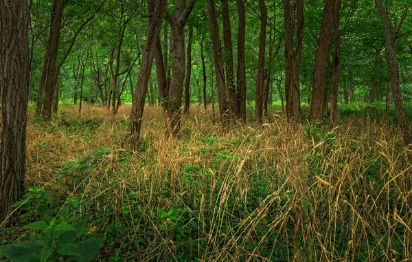 Krásný Výhled Jaro Lesích — Stock fotografie