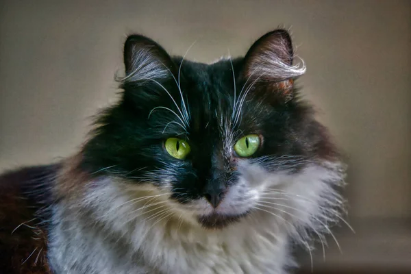 Detailní Záběr Roztomilé Kočky Dívající Kamery — Stock fotografie