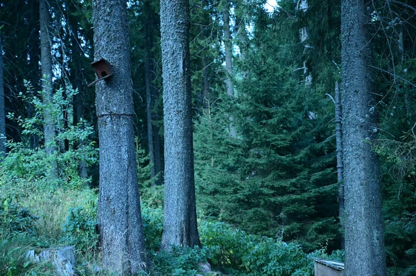 Close Troncos Árvores Altas Floresta Montanhosa Plovdiv Bulgária — Fotografia de Stock