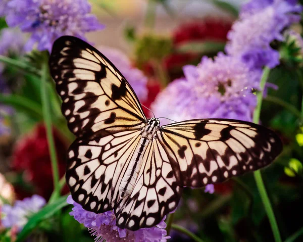 Tiro Close Uma Bela Borboleta Preto Branco Uma Flor — Fotografia de Stock