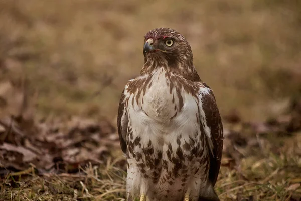 Close Seup Common Buzzard Morton Arboretum Lisle Illinois — Photo