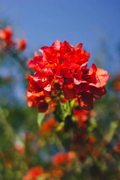Selective Focus Shot Red Bougainvillea Flowers — Stock Photo, Image