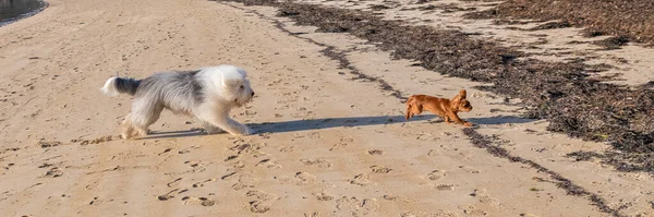 A bobtail running after a puppy King Charles, funny dogs