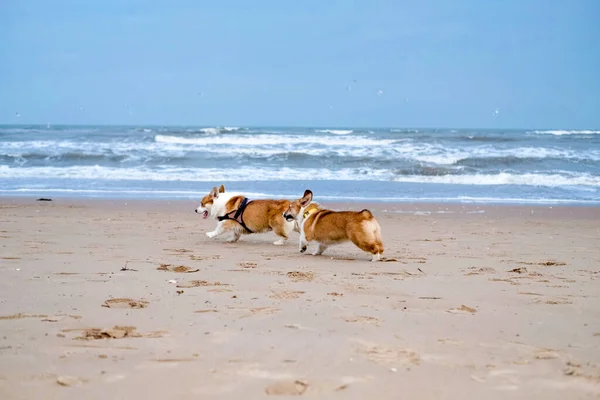 昼間に海岸を走る2匹の弱いコルギ犬 — ストック写真