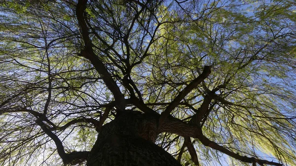 Mavi Gökyüzünün Altındaki Ağacın Alçak Açılı Görüntüsü — Stok fotoğraf