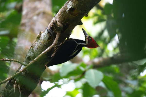 Primer Plano Pájaro Carpintero Cresta Carmesí Posado Sobre Una Rama — Foto de Stock