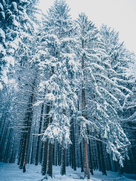 Ein Flacher Blick Auf Einen Schönen Wald Winter Deutschland — Stockfoto