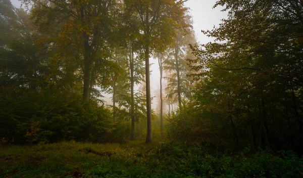 Una Hermosa Vista Árboles Verdes Bosque Eslovaquia Día Niebla — Foto de Stock