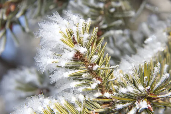庭の霜に覆われた木の枝の美しい景色 — ストック写真