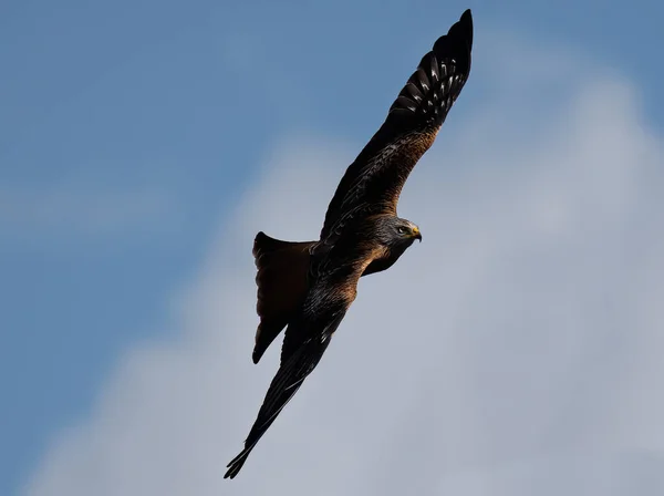 A low-angle shot of a Red Kite bird flying with wide-opened wings in a blue sky