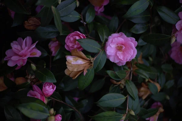 Vertical Closeup Shot Pink Camellias Dark Green Leaf — Stock Photo, Image
