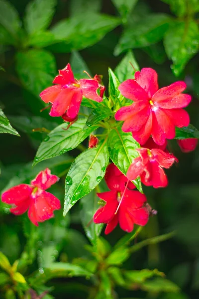 Flores Bálsamo Rojo Creciendo Jardín — Foto de Stock