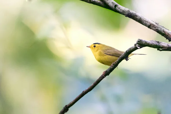 Closeup Wood Warbler Bird Tree Branch Forest Sunny Day — Stock Photo, Image